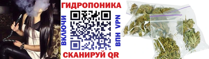 Конопля сатива  Свирск 